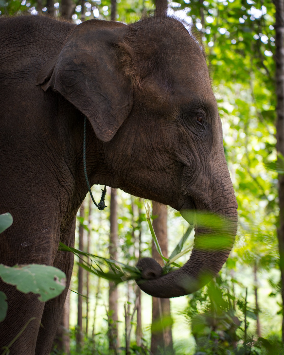 Kerchor Elephant Sanctuary photography